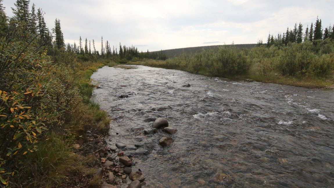 Moose creek