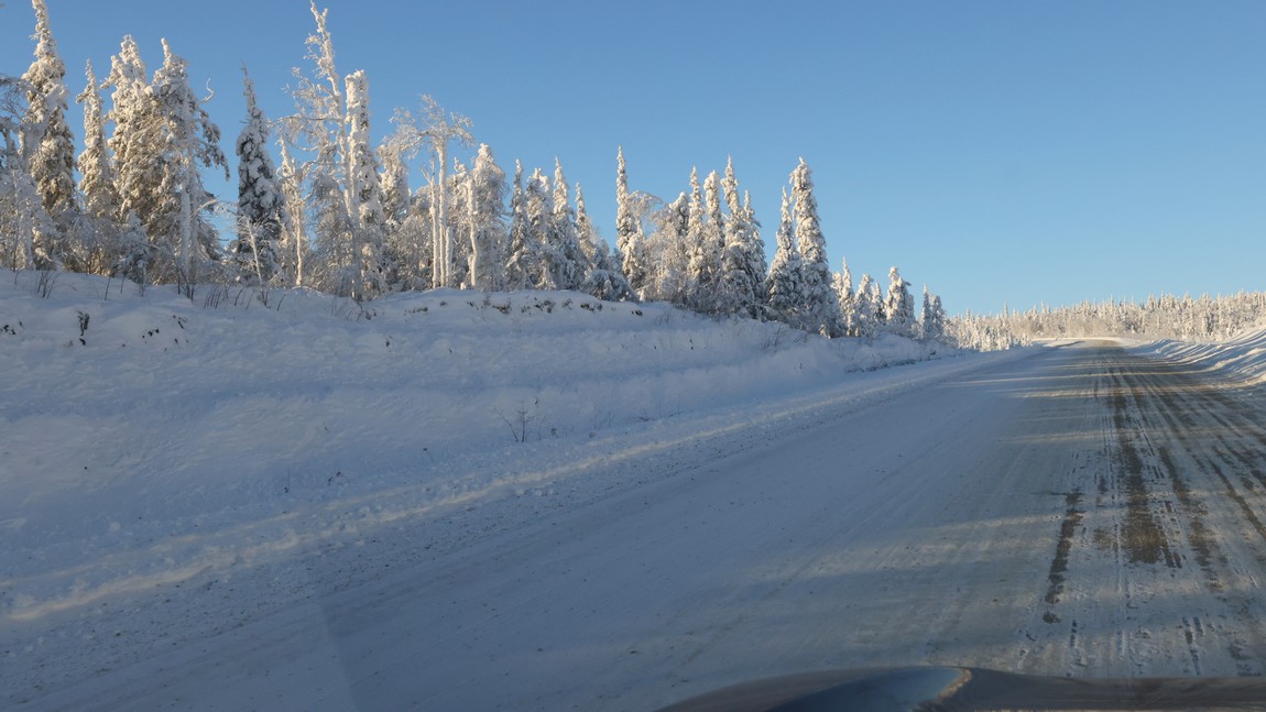 Ice and snow covered trees