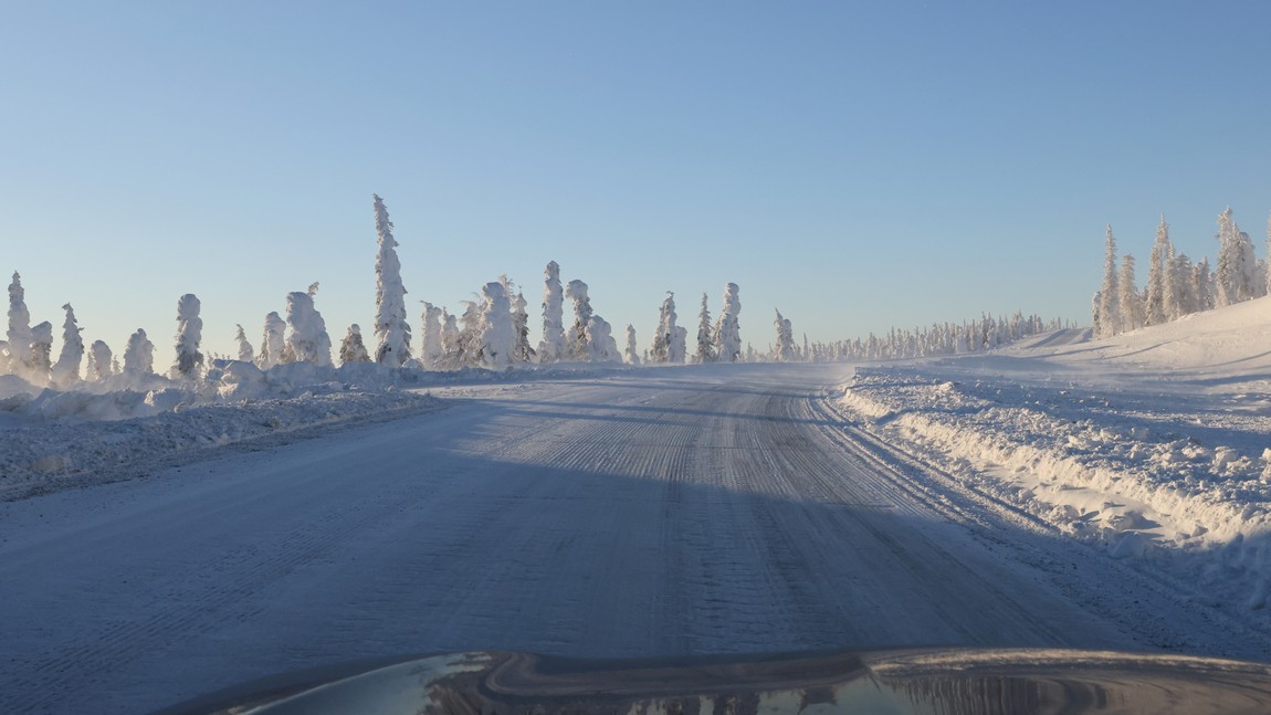 Ice and snow covered trees