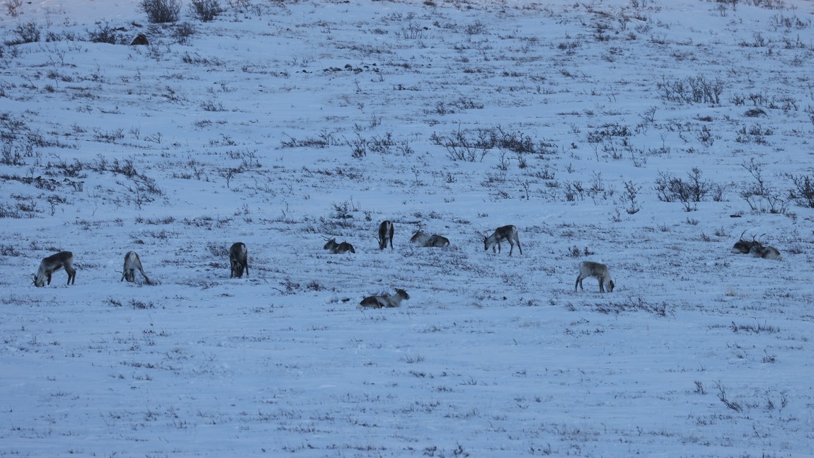 Another group of caribou
